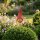 Wichtel-Gesichter rot als Gartenfigur