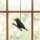 Fensterdeko Vogelfigur aus Keramik Star