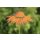 Rost Stecker Blume Sonnenhut