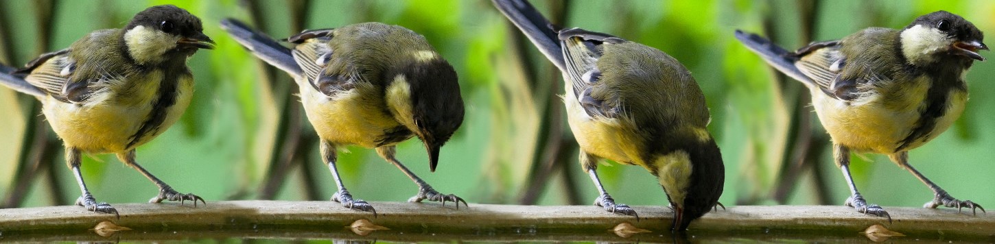 Tiere im Garten