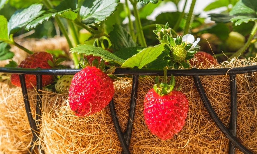 Blumenampel mit Erdbeeren