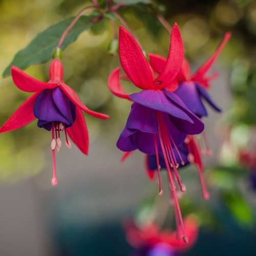 Fuchsien für die Blumenampel