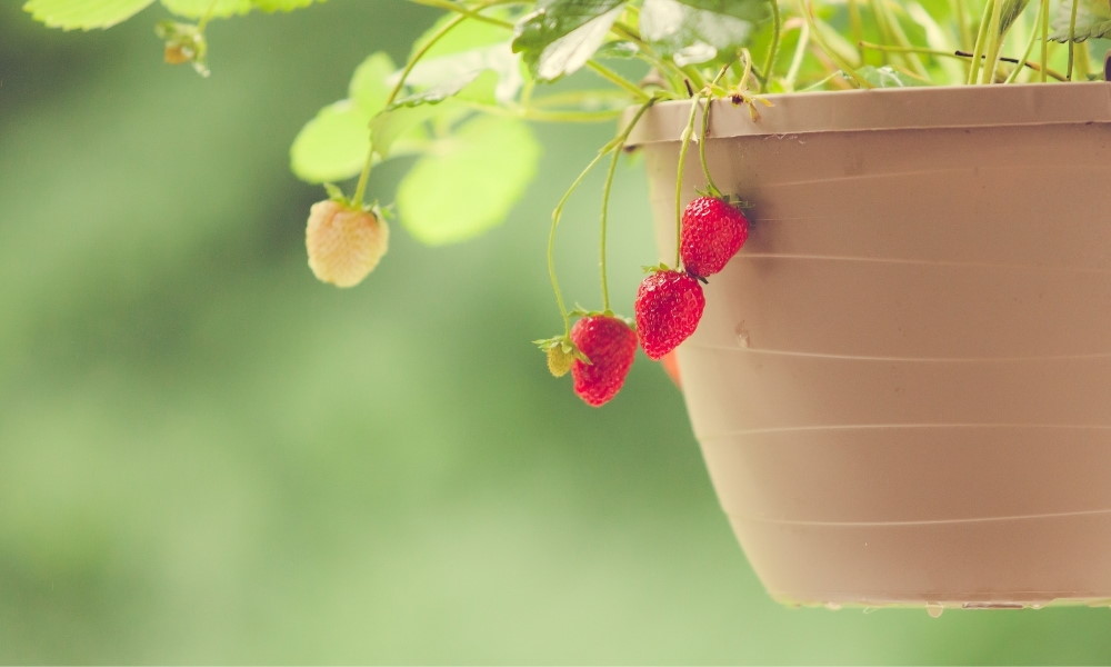 Hängeampel mit Erdbeeren