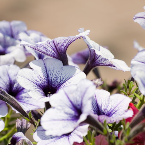 Petunien für die Blumenampel